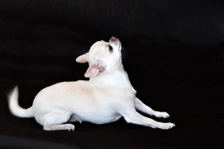 Chihuahua Hündin Loriana LouLou Svit Barbi