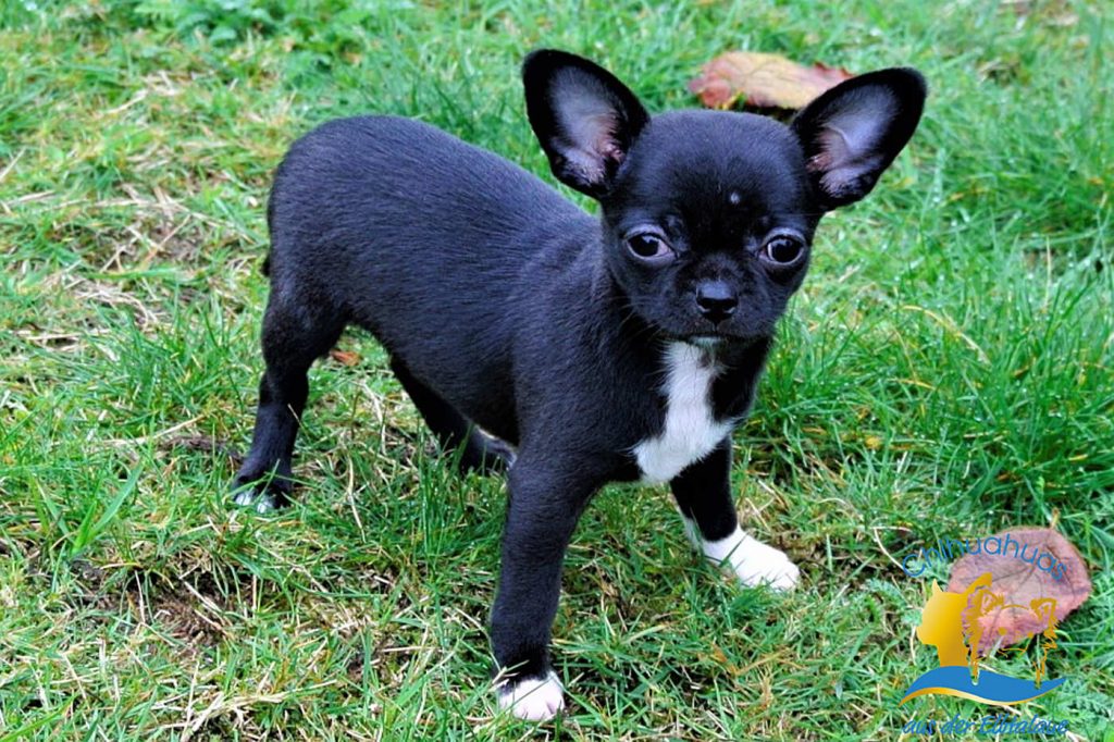 Chihuahua Hunde Züchtung